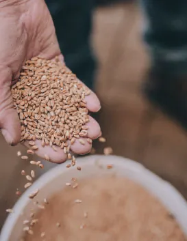 Hochwertiges Spezialmalz für die handwerkliche Whisky-Produktion in Franken